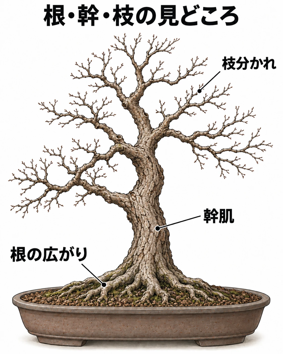 鉢の土際に広がる根、幹の表面、枝先へ細かく分かれる枝を指し示した盆栽の模式図