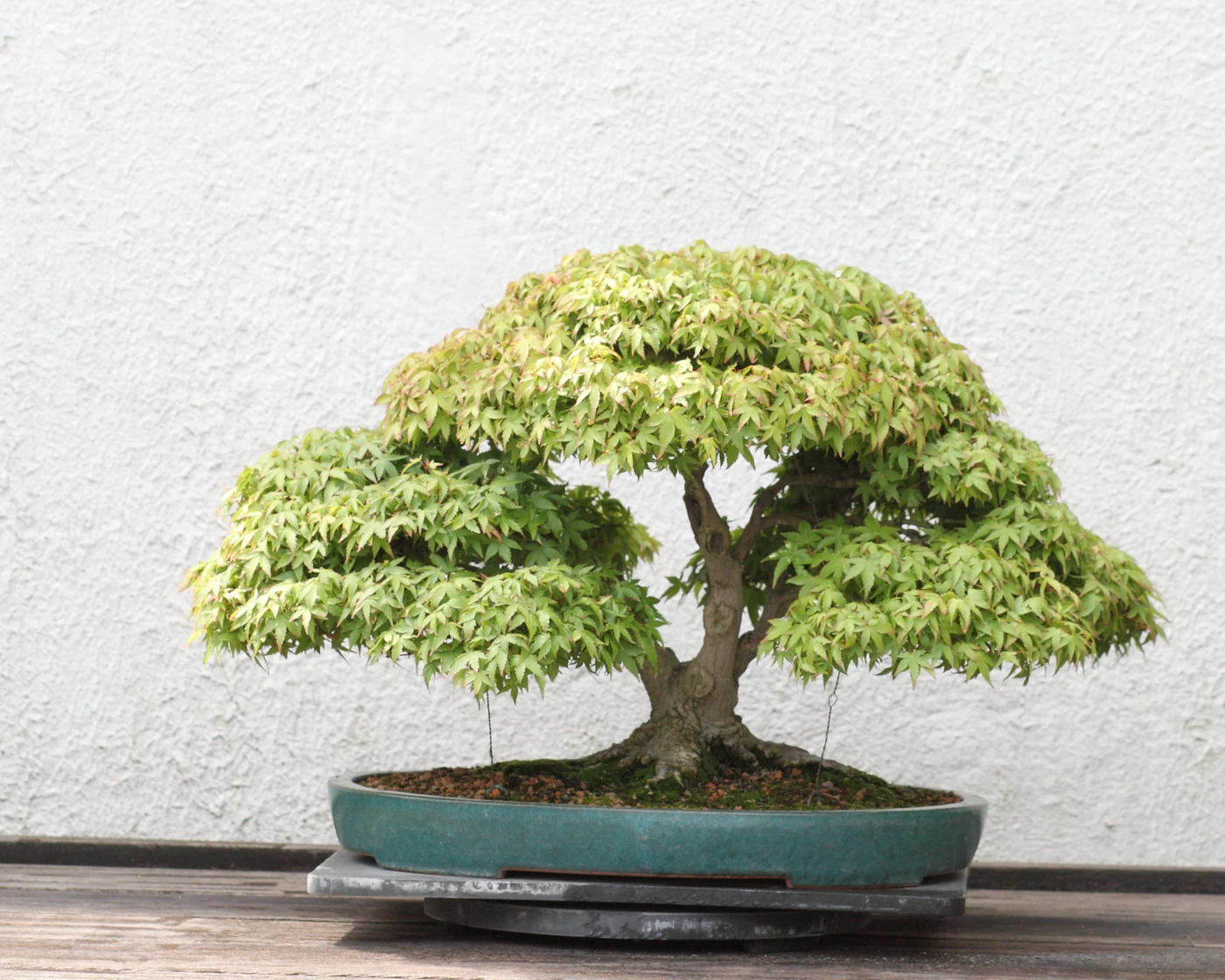 浅い青緑色の鉢に植わり、枝いっぱいに葉を広げたモミジの盆栽